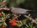 American Robin - Dos Picos County Park, Ramona, San Diego County, California, 1/21/2018