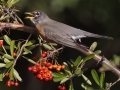 American Robin - Dos Picos County Park, Ramona, San Diego County, California, 1/21/2018