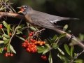 American Robin - Dos Picos County Park, Ramona, San Diego County, California, 1/21/2018