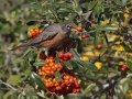 American Robin - Dos Picos County Park, Ramona, San Diego County, California, 1/21/2018