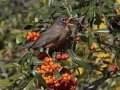 American Robin - Dos Picos County Park, Ramona, San Diego County, California, 1/21/2018