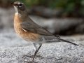 American Robin - Laguna Mountains - West Meadow Area, San Diego County, California,10/25/2015