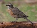 American Robin - Dos Picos County Park, Ramona, San Diego County, California, 2/8/2017