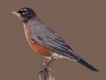 American Robin - Dos Picos County Park, Ramona, San Diego County, California, 2/8/2017