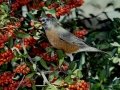 American Robin - Dos Picos County Park, Ramona, San Diego County, California, 2/8/2017