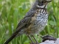 American Robin - Palomar Mtn.--Doane Pond, Palomar Mountain, San Diego County, California, 4/11/2018