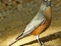 American Robin, Lake Hemet, San Diego County, California, 10/18/2016