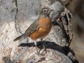 American Robin - Laguna Mountains - West Meadow Area, San Diego County, California, 11/19/2019