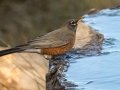 American Robin - Laguna Mountains - West Meadow Area, San Diego County, California, 11/20/2019