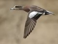 American Wigeon