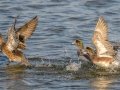 American Wigeon - Bolsa Chica Ecological Reserve