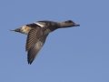 American Wigeon