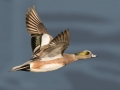 American Wigeon - Bolsa Chica Ecological Reserve
