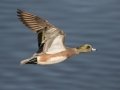 American Wigeon - Bolsa Chica Ecological Reserve