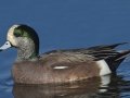 American Wigeon