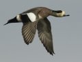 American Wigeon