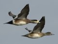 American Wigeon