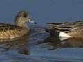 American Wigeon