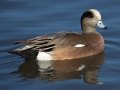 American Wigeon