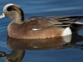 American Wigeon