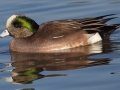 American Wigeon