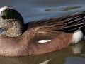 American Wigeon