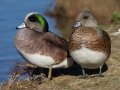 American Wigeon
