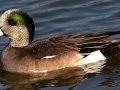 American Wigeon