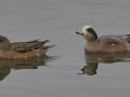 American Wigeon