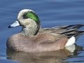 American Wigeon