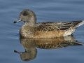 American Wigeon