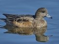 American Wigeon