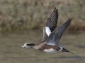 American Wigeon