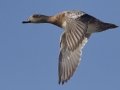 American Wigeon