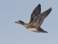 American Wigeon