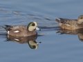 American Wigeon