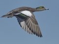 American Wigeon
