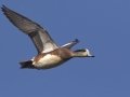 American Wigeon