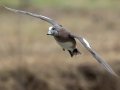 American Wigeon