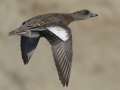 American Wigeon