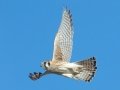 American Kestrel