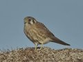 American Kestrel