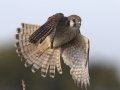American Kestrel