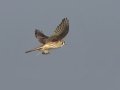 American Kestrel