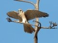American Kestrel