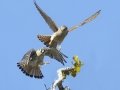 American Kestrel