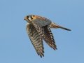 American Kestrel