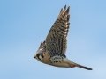 American Kestrel
