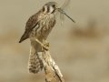 American Kestrel
