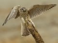 American Kestrel